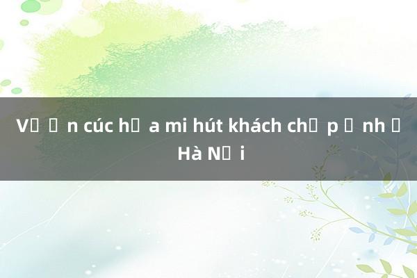 Vườn cúc họa mi hút khách chụp ảnh ở Hà Nội