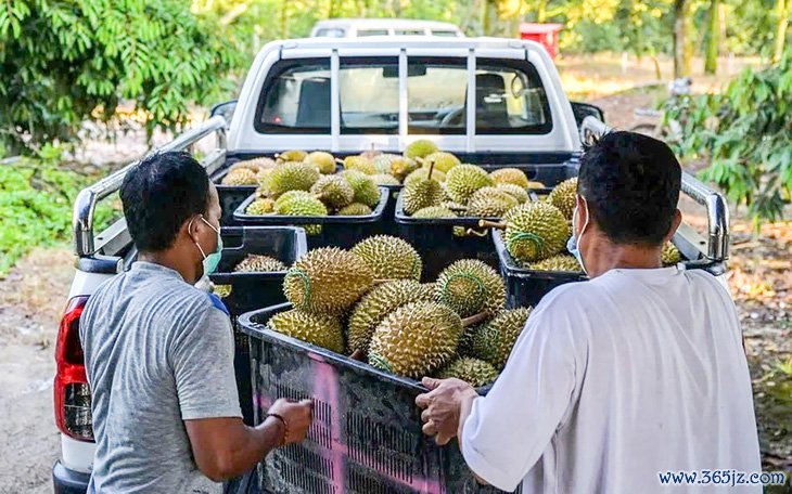 Trồng sầu riêng ở Lào mang về lãi cao cho Cao su Đắk Lắk - Ảnh 2.